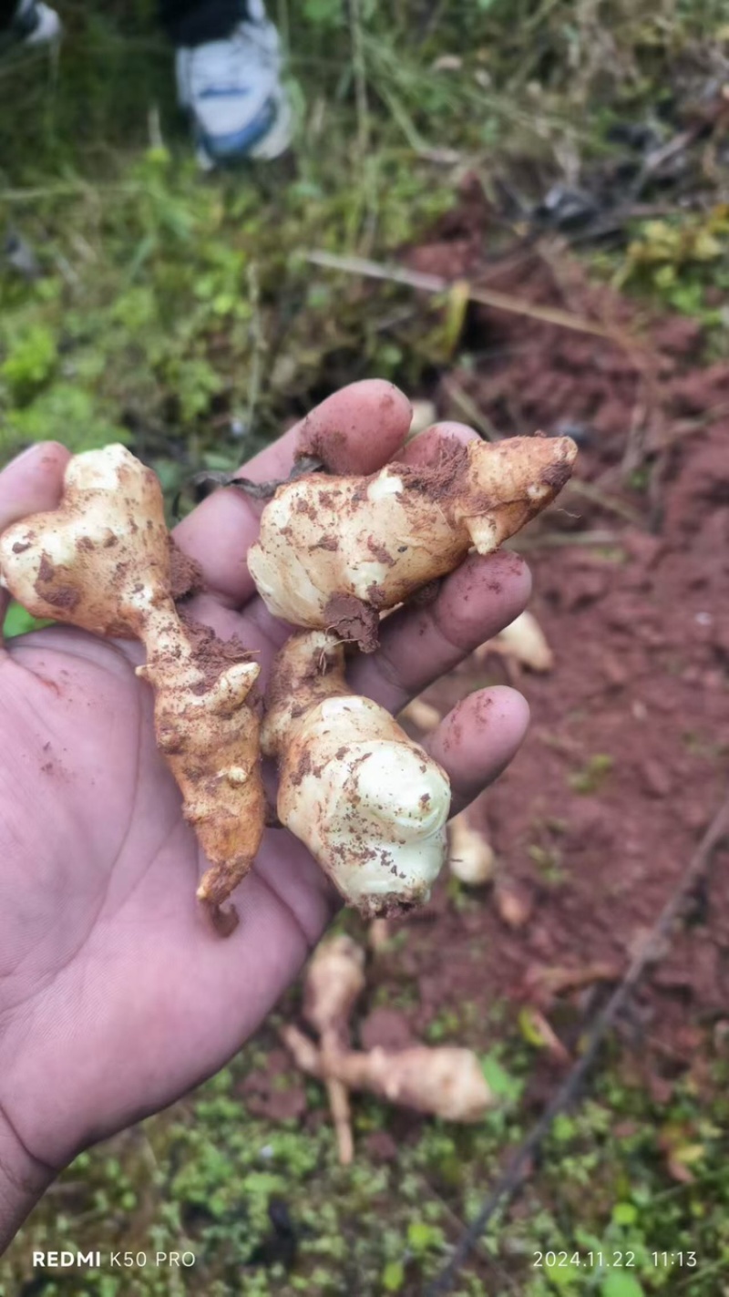 洋姜菊芋鬼子姜上市中量大从优