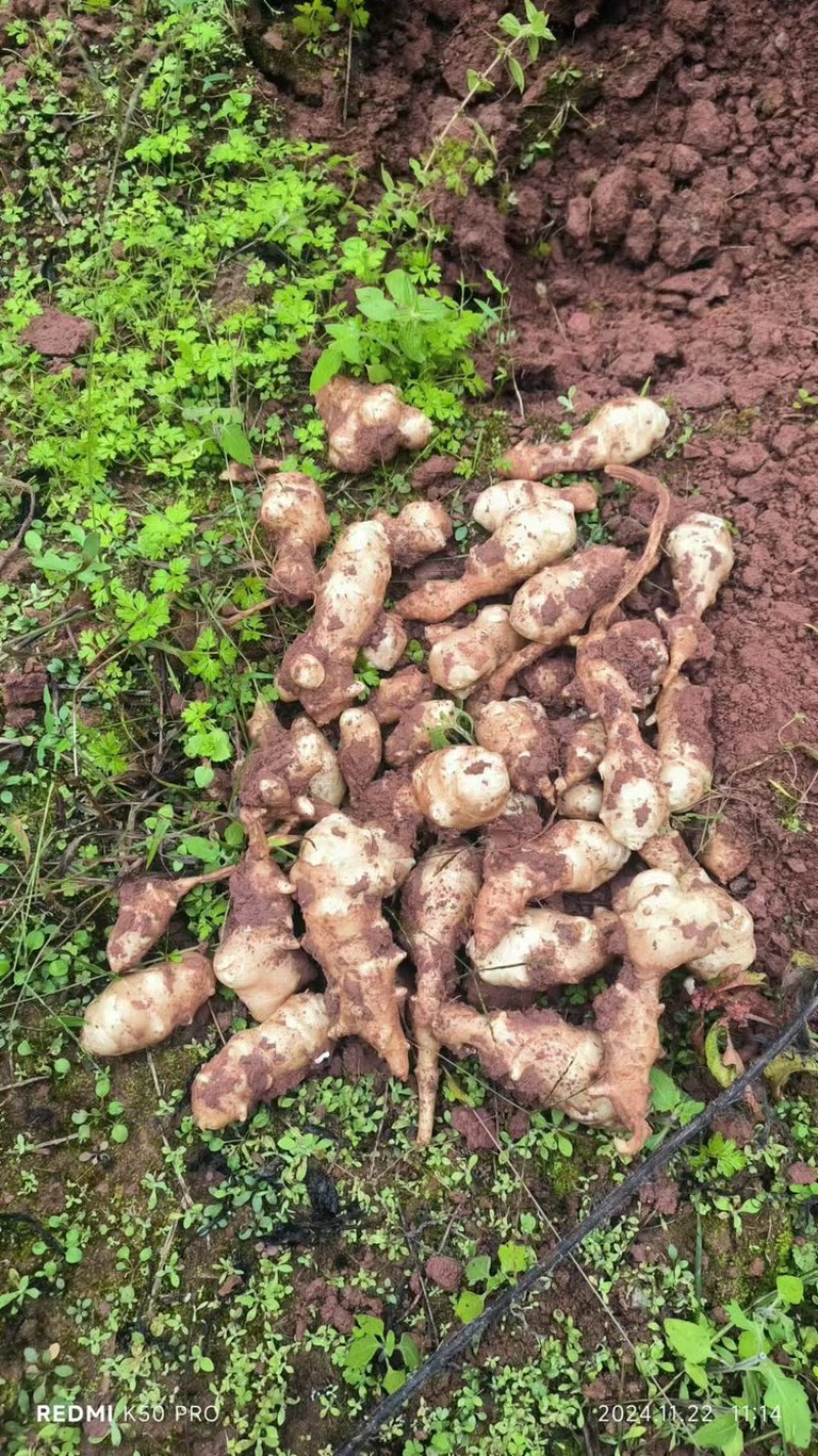 洋姜菊芋鬼子姜上市中量大从优