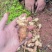 洋姜菊芋鬼子姜上市中量大从优
