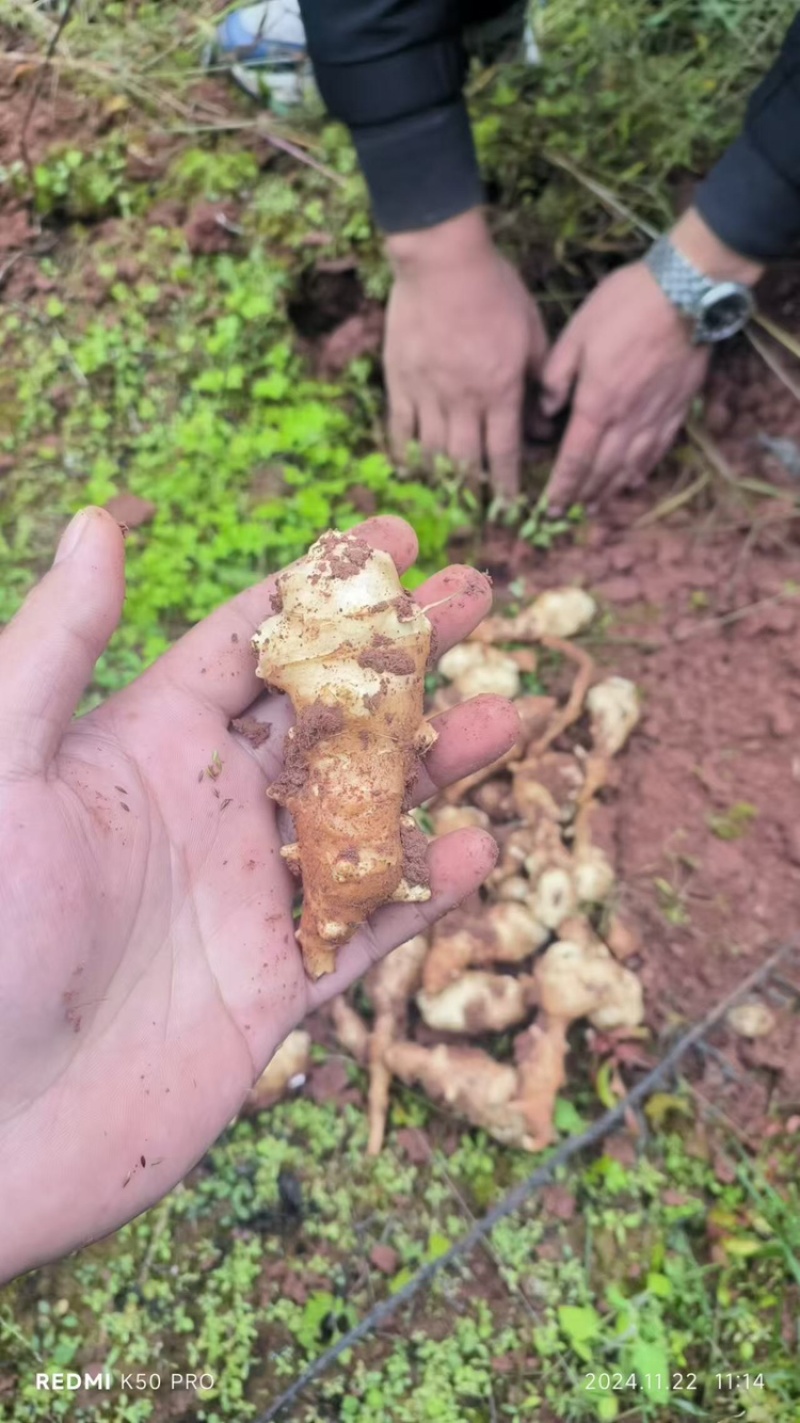 洋姜菊芋鬼子姜上市中量大从优