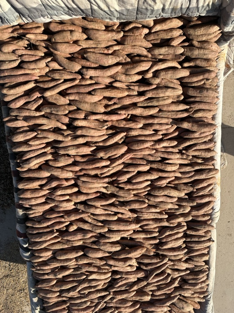 哈密红薯大量上市产地直发诚信经营欢迎来电