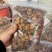 新货蜜制甘草炙甘草炒甘草熟甘草全干货源头直供