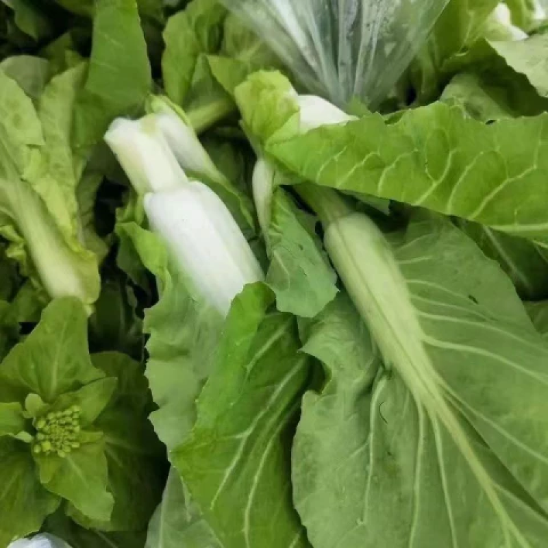 白菜苔菜苔具体看货论价保质保量欢迎订购