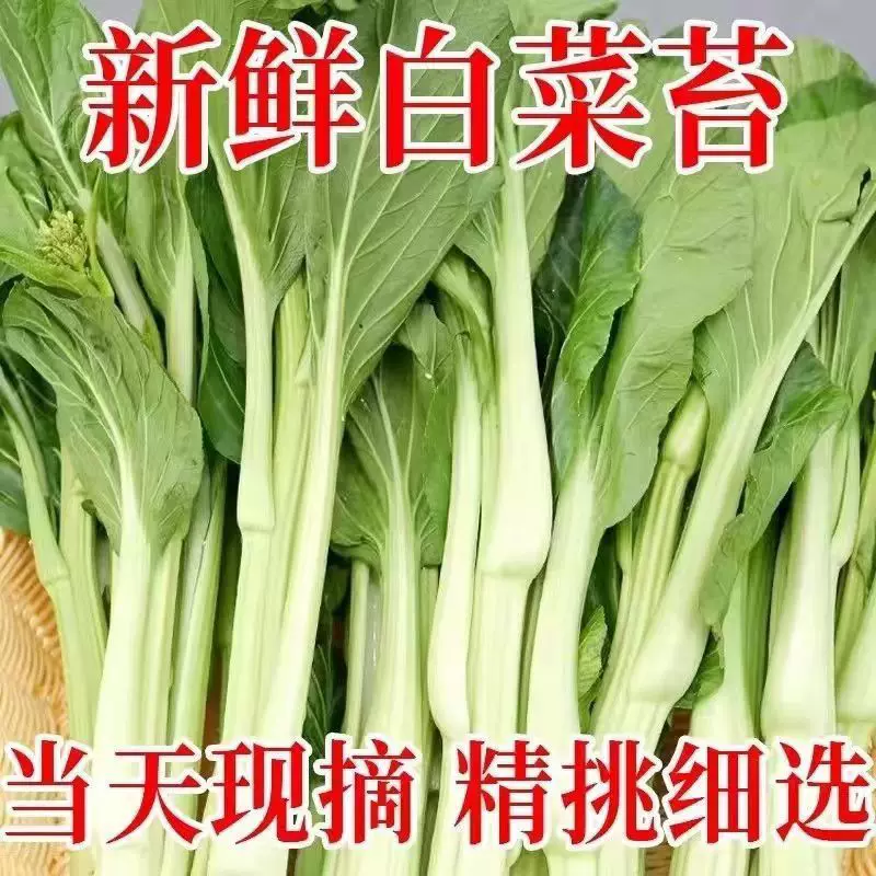 白菜苔菜苔具体看货论价保质保量欢迎订购