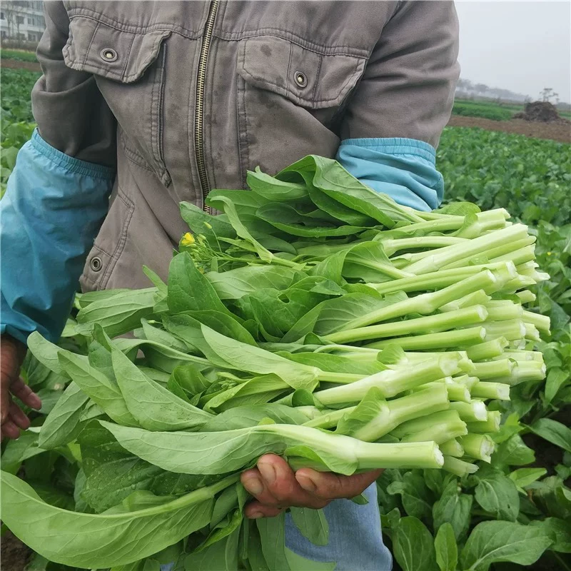 白菜苔菜苔具体看货论价保质保量欢迎订购