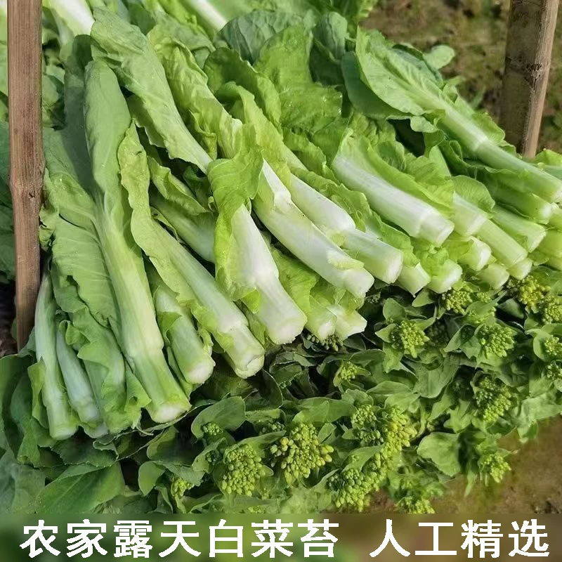 白菜苔菜苔具体看货论价保质保量欢迎订购
