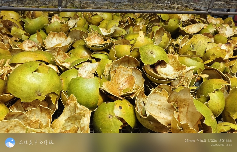 罗汉果皮.广西桂林产地药源同食罗汉果皮原料.烤干.论斤卖