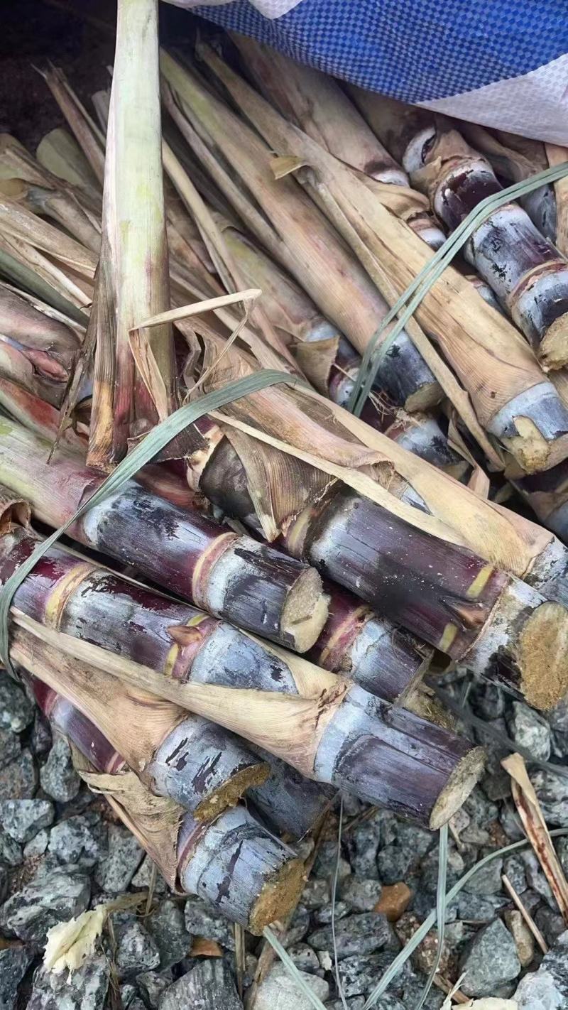 黑皮/甘蔗种苗，博白甘蔗品质保证，支持视频看