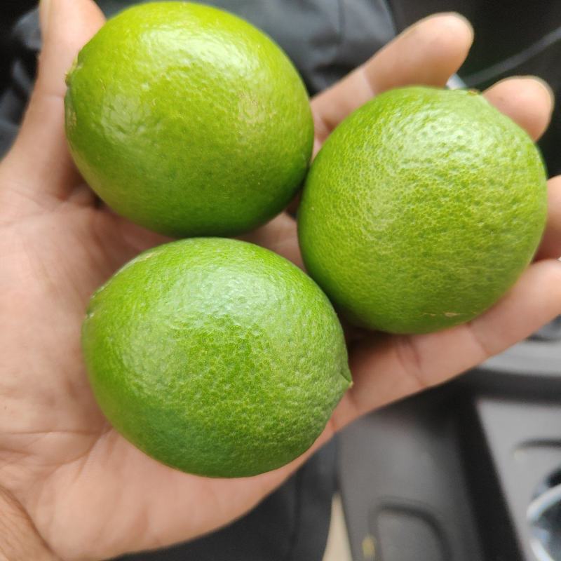 国产塔西提青柠檬