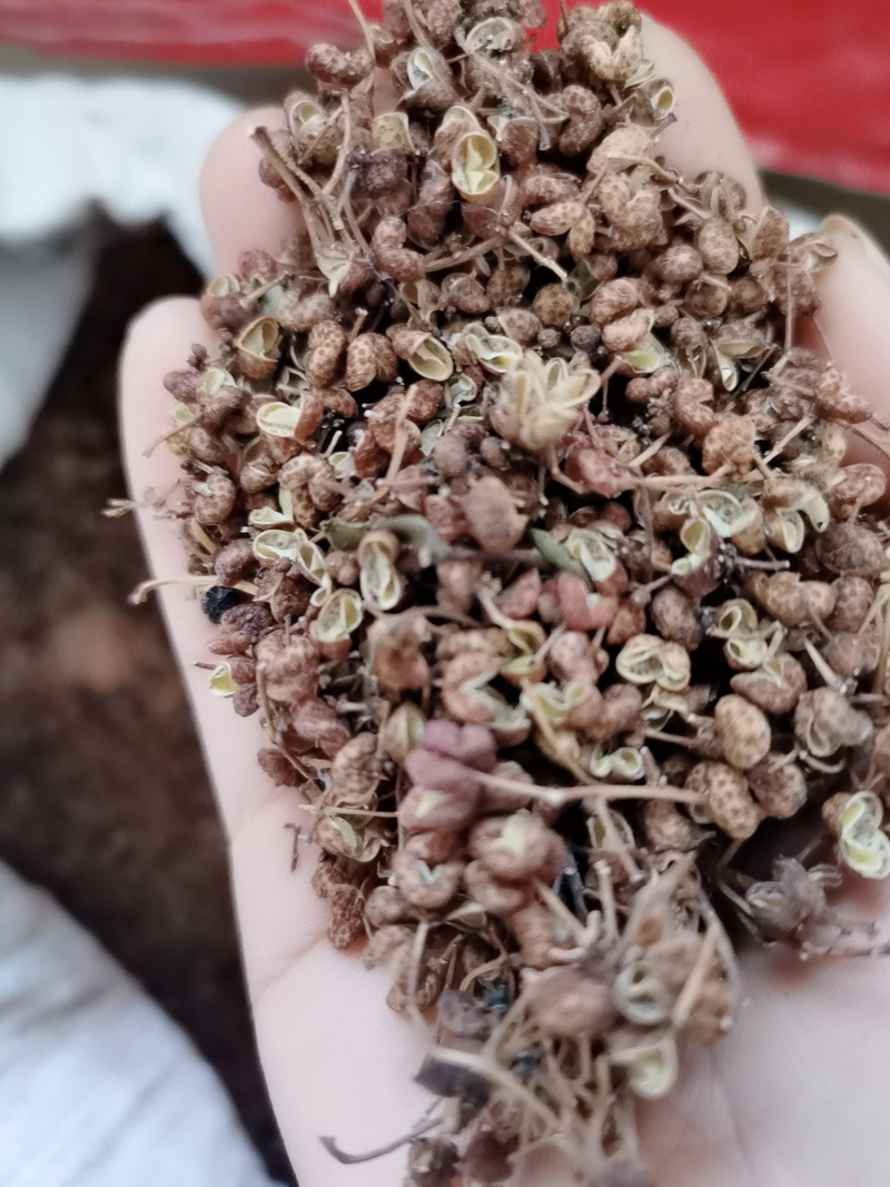 山地长的野生花椒，量大价格可谈，可长期合作。