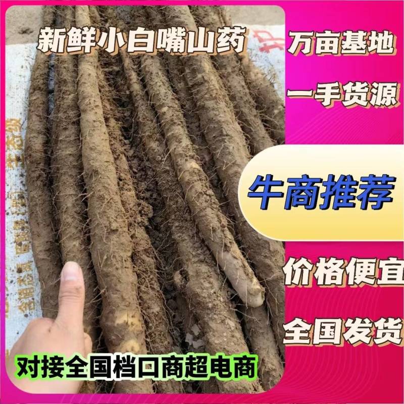 河北小白嘴山药淮山药网袋山药麻山药白玉山药产地直发现货