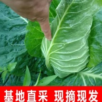 牛心包菜牛心头牛心甘蓝湖北甘蓝产地发货一手货源