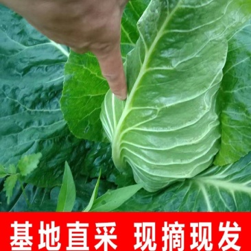 牛心包菜牛心头牛心甘蓝湖北甘蓝产地发货一手货源