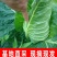 牛心包菜牛心头牛心甘蓝湖北甘蓝产地发货一手货源
