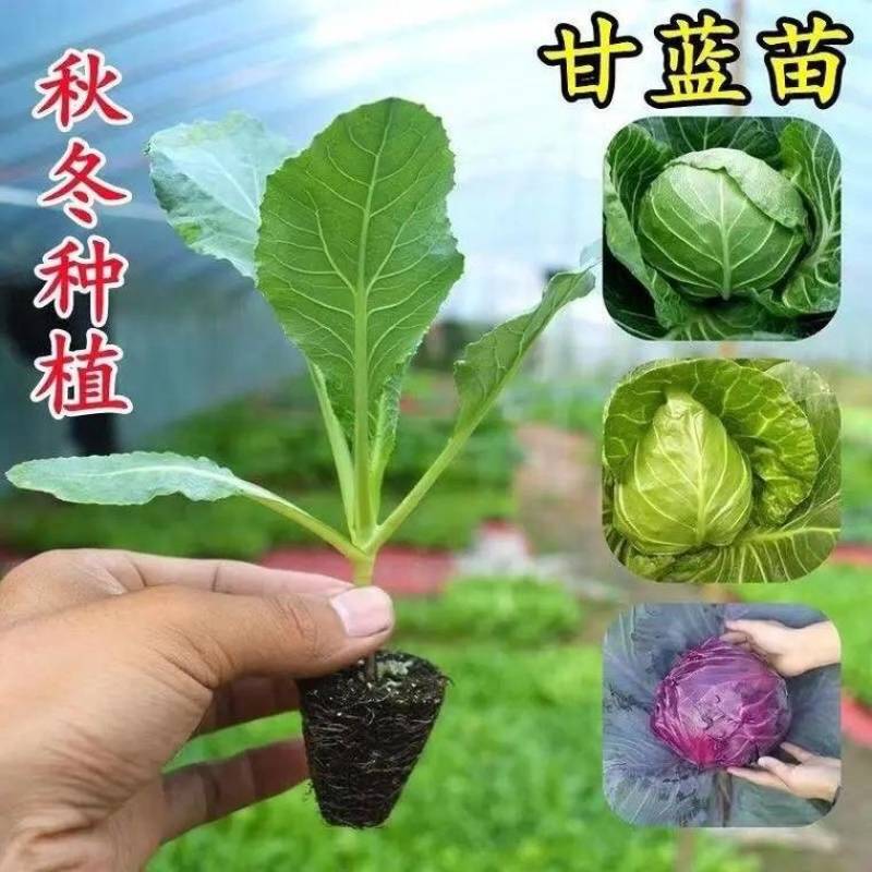 牛心甘蓝苗/云南甘蓝苗/基地现挖现发/耐热耐寒高产