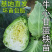 牛心甘蓝苗/云南甘蓝苗/基地现挖现发/耐热耐寒高产