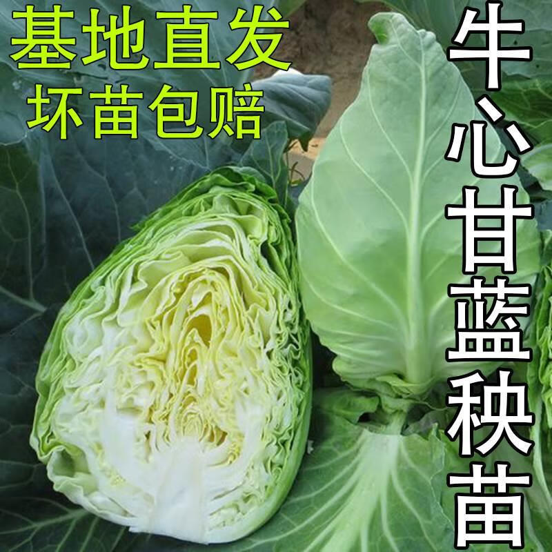 牛心甘蓝苗/云南甘蓝苗/基地现挖现发/耐热耐寒高产
