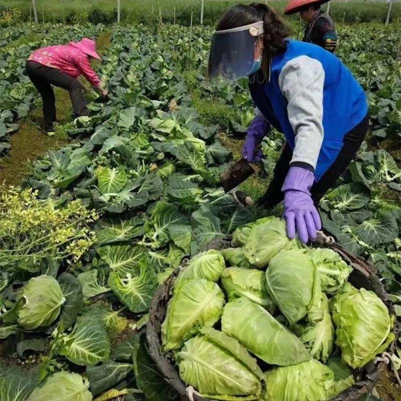 牛心甘蓝苗/云南甘蓝苗/基地现挖现发/耐热耐寒高产