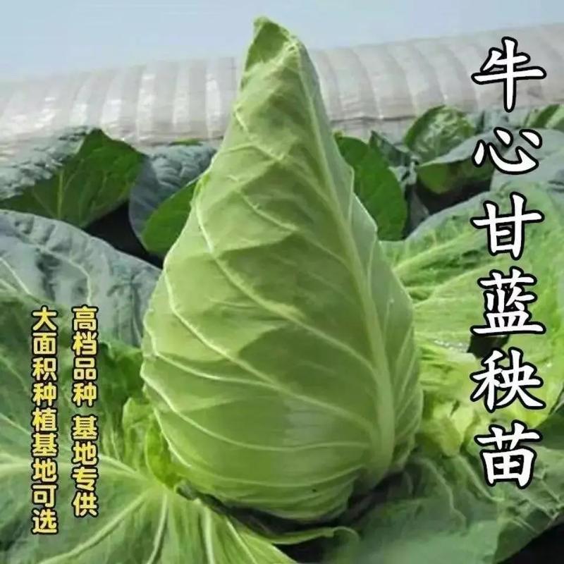 牛心甘蓝苗/云南甘蓝苗/基地现挖现发/耐热耐寒高产