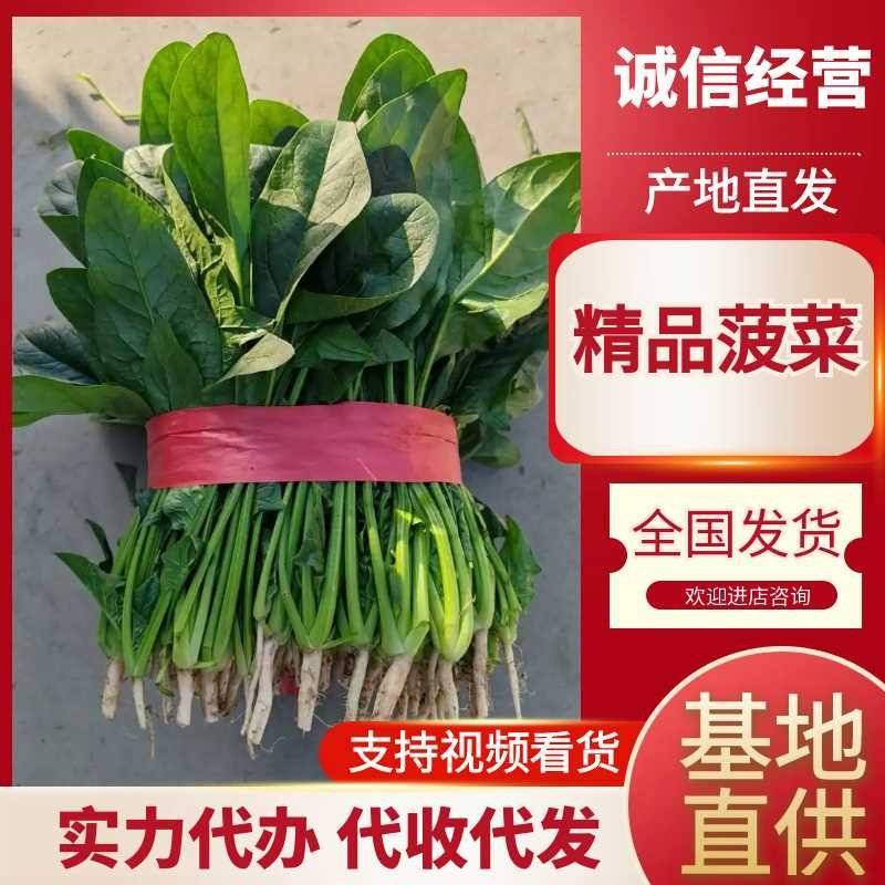 精品菠菜，实力代办，保证质量，常年代收瓜果蔬菜。