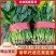 【实力】精品菠菜，基地直供，实力代办，量大优惠，代收代发