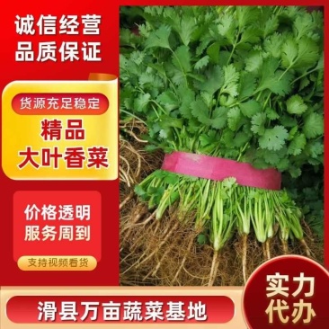 【推荐】精品大叶香菜，滑县万亩蔬菜基地，实力代办