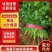 【推荐】精品大叶香菜，滑县万亩蔬菜基地，实力代办