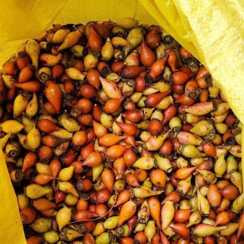 湖南金樱子鲜货现发货源充足全国代发可视频看货