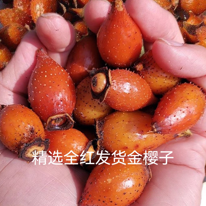 湖南金樱子鲜货现发货源充足全国代发可视频看货