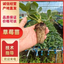 大叶红颜草莓苗种苗包品种包纯度隋珠香野草莓苗基地