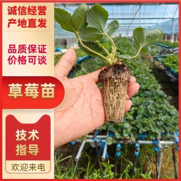 大叶红颜草莓苗种苗包品种包纯度隋珠香野草莓苗基地