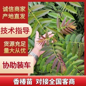 红油香椿苗基地籽播苗根生苗露天大棚均可种植现挖苗
