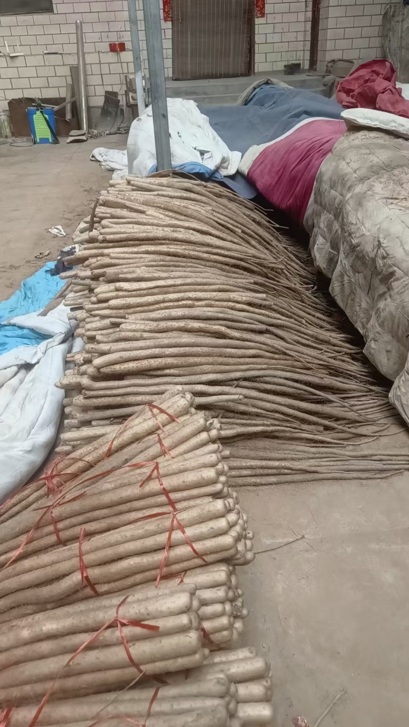 铁棍山药一手货源品质保证对接商超可视频看货欢迎