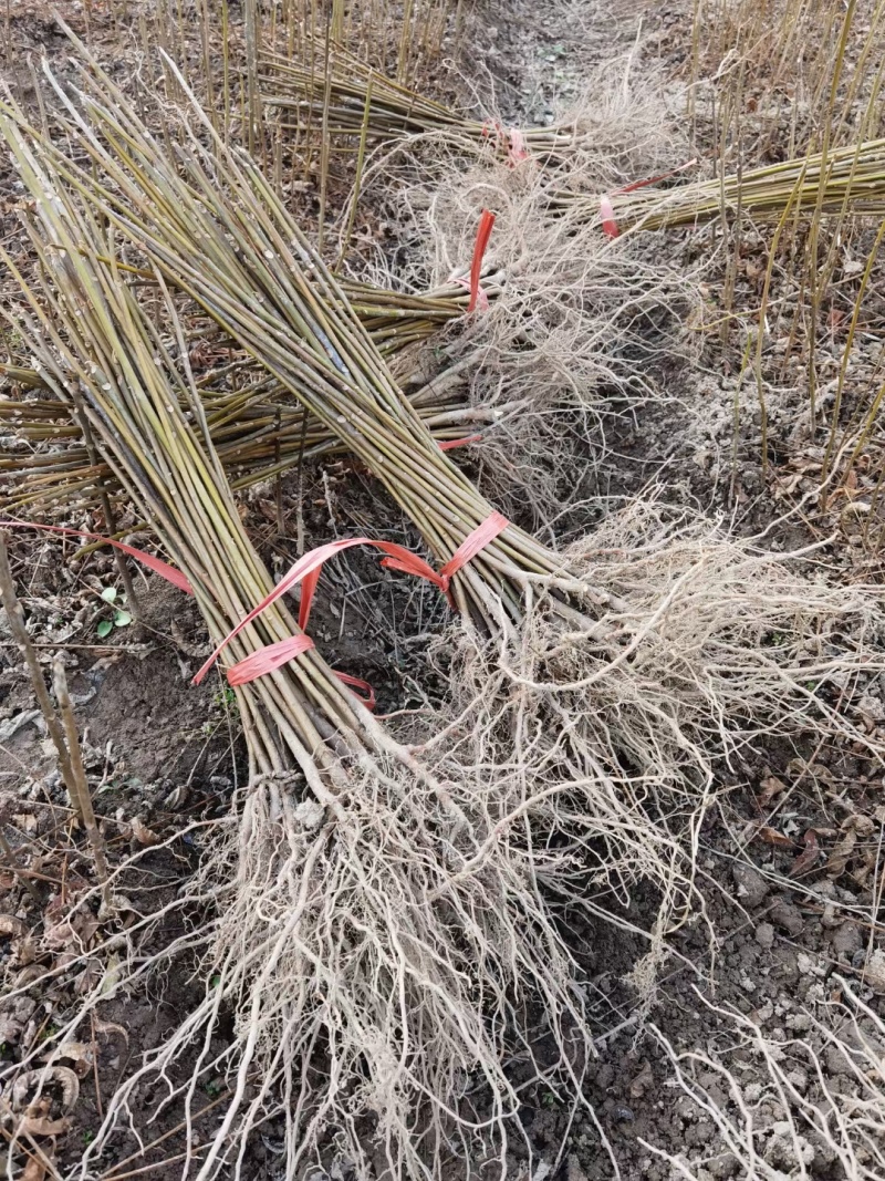红油香椿苗基地籽播苗根生苗露天大棚均可种植现挖苗