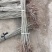 红油香椿苗基地籽播苗根生苗露天大棚均可种植现挖苗