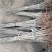 红油香椿苗基地籽播苗根生苗露天大棚均可种植现挖苗