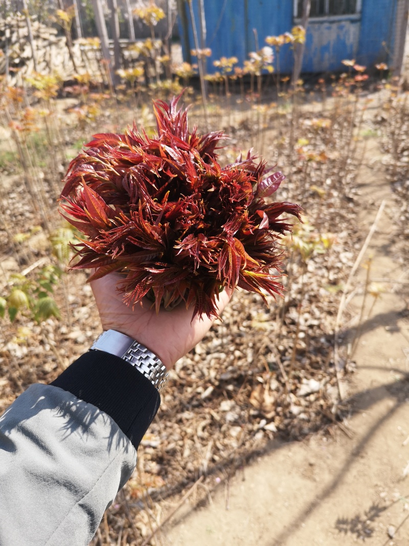 红油香椿苗基地籽播苗根生苗露天大棚均可种植现挖苗