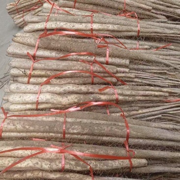 小白嘴山药河南小山药一手货源品质保证可视频欢迎