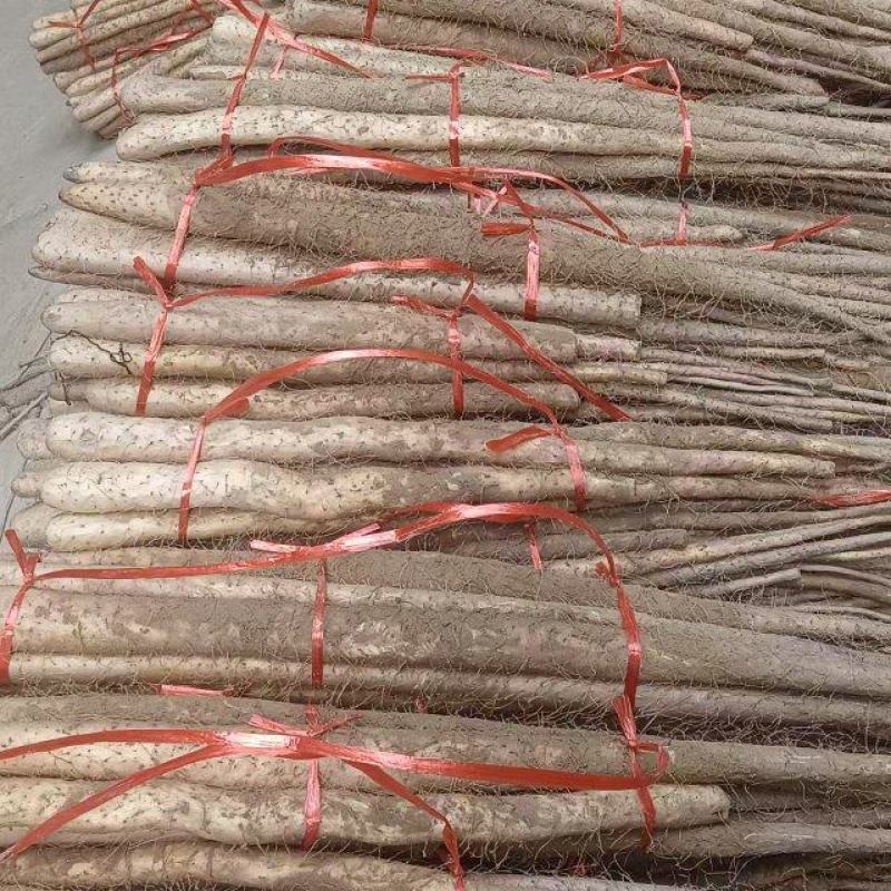 小白嘴山药河南小山药一手货源品质保证可视频欢迎