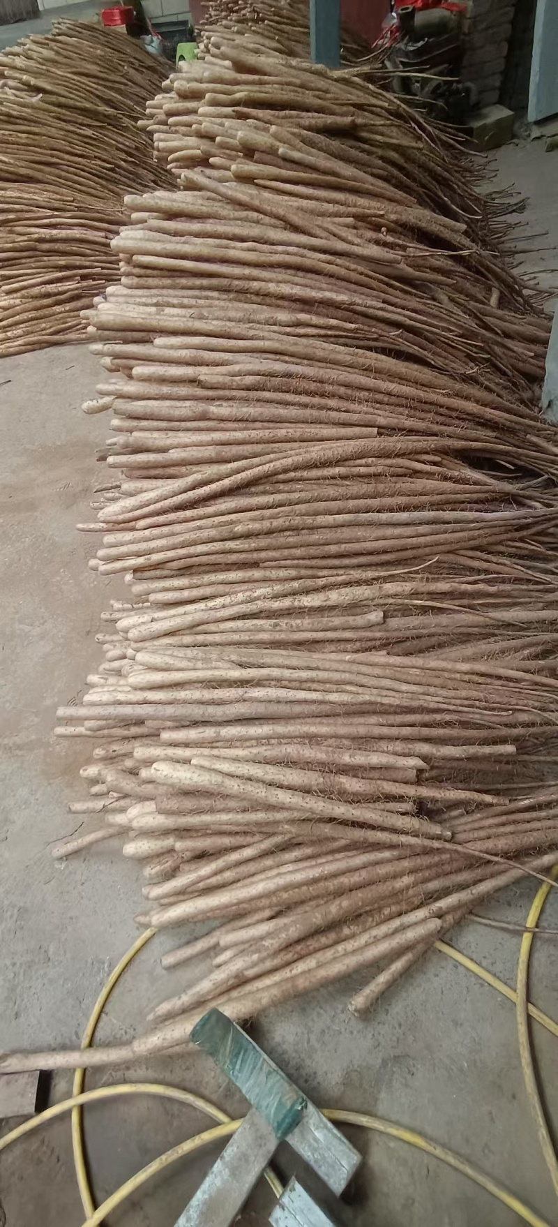 小白嘴山药河南小山药一手货源品质保证可视频欢迎