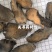 肉苁蓉新疆硬大云片关书药材桟批发中药材规格齐全质量好
