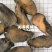 肉苁蓉新疆硬大云片关书药材桟批发中药材规格齐全质量好