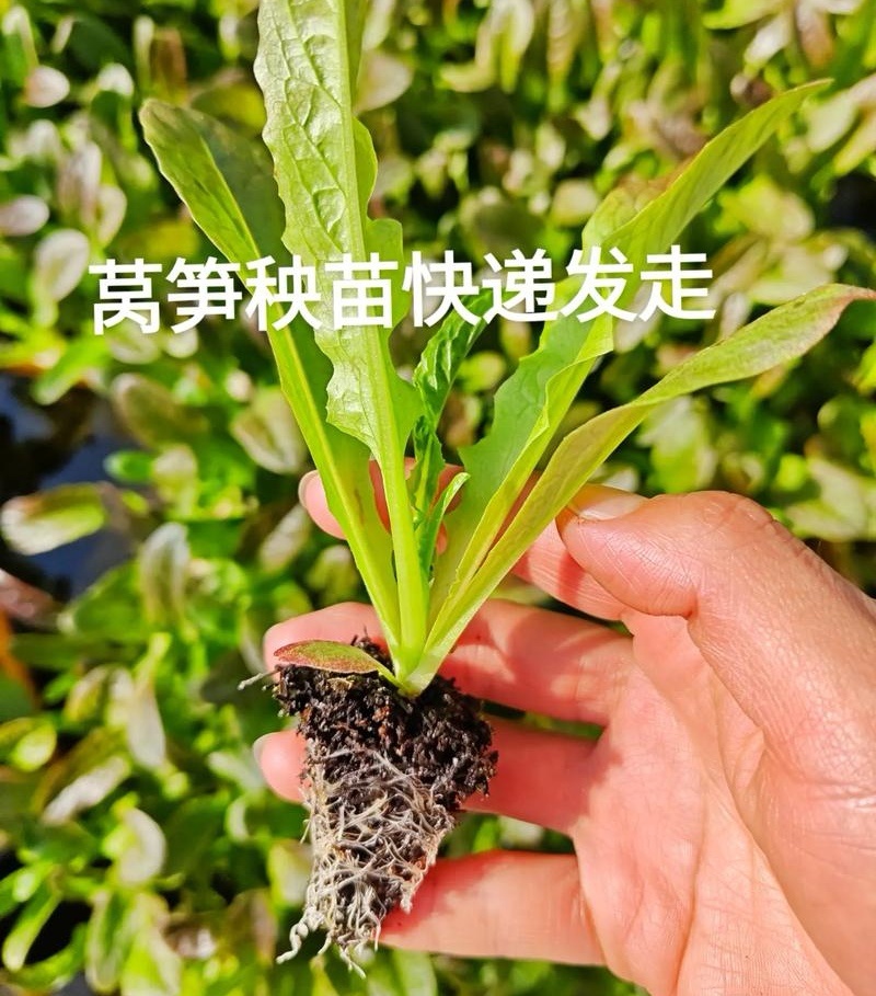 红尖叶莴笋苗/云南莴笋苗/耐寒抗冻高产/成活率高/现挖