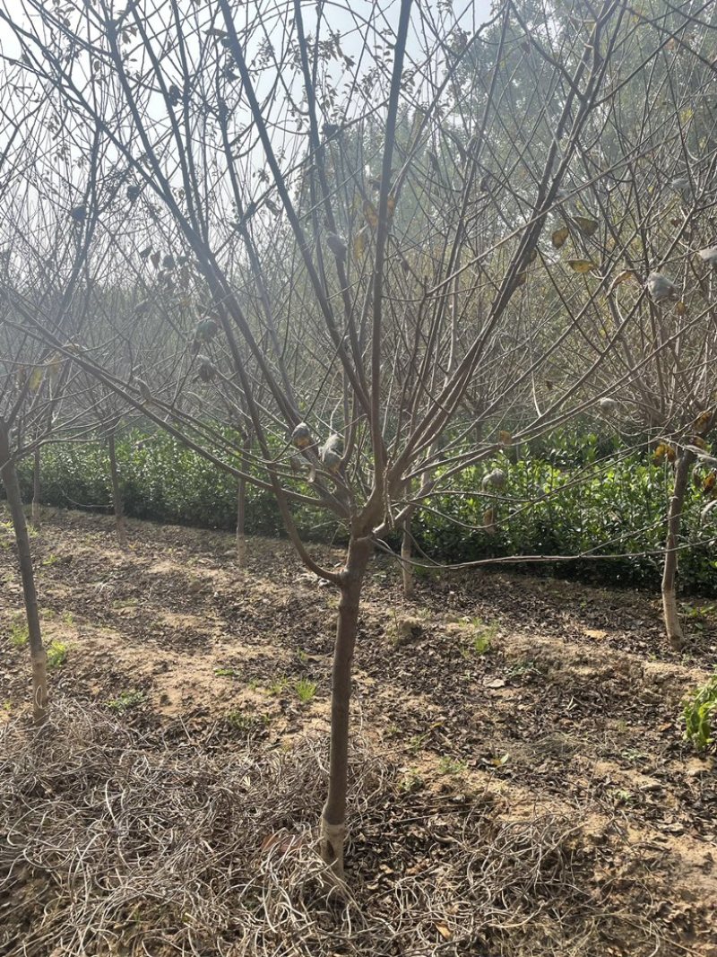 自家基地供应2-5公分红叶榆叶梅3000棵，价格便宜