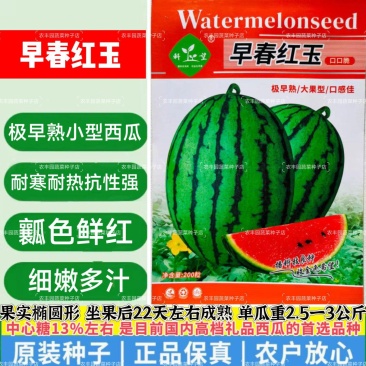 早春红玉西瓜种子早熟礼品小西瓜籽椭圆形薄皮高糖耐贮运大田