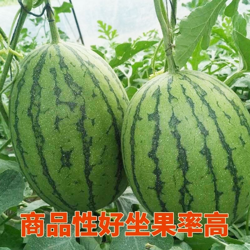 早春红玉西瓜种子早熟礼品小西瓜籽椭圆形薄皮高糖耐贮运大田