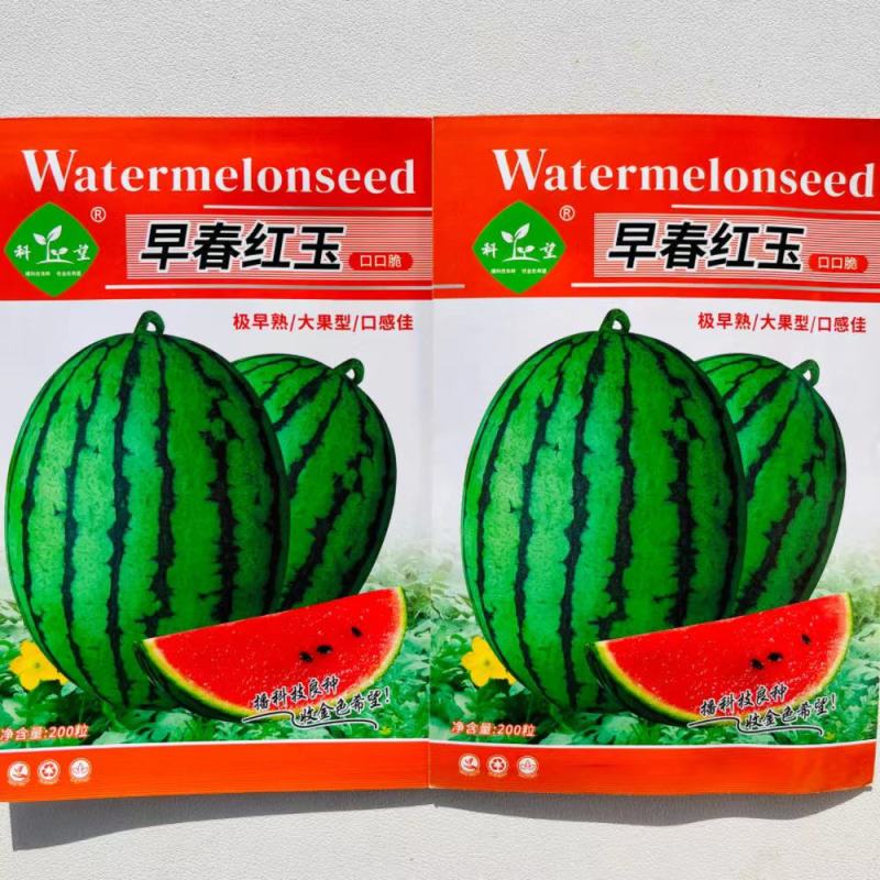 早春红玉西瓜种子早熟礼品小西瓜籽椭圆形薄皮高糖耐贮运大田