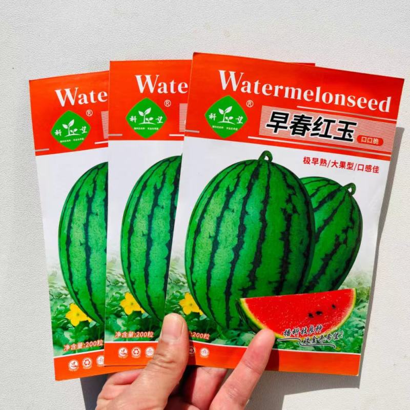 早春红玉西瓜种子早熟礼品小西瓜籽椭圆形薄皮高糖耐贮运大田