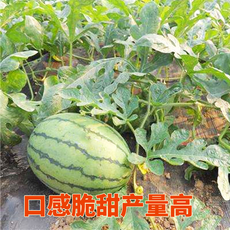 早春红玉西瓜种子早熟礼品小西瓜籽椭圆形薄皮高糖耐贮运大田