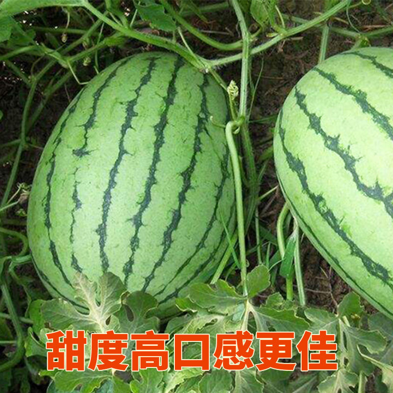 早春红玉西瓜种子早熟礼品小西瓜籽椭圆形薄皮高糖耐贮运大田